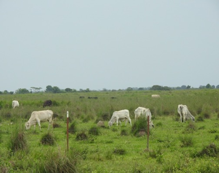 Panorámica del proyecto “Área de Desarrollo Llanos 95”