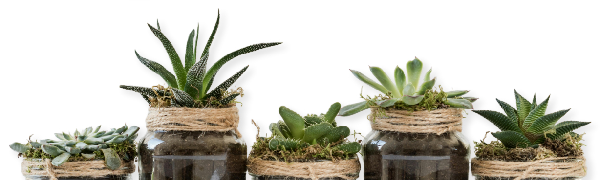 banner fondo blanco con plantas en materas de vidrio